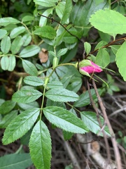Rosa nitida