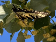 Papilio glaucus