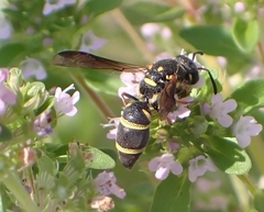 Parancistrocerus fulvipes