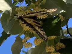 Papilio glaucus
