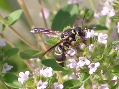 Parancistrocerus fulvipes