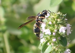 Parancistrocerus fulvipes