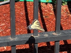 Papilio glaucus