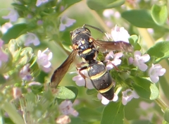 Parancistrocerus fulvipes
