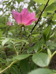 Rosa nitida