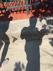 Papilio glaucus