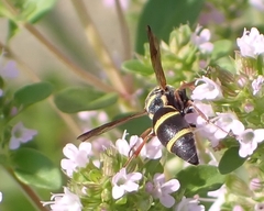 Parancistrocerus fulvipes