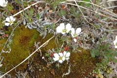 Cherleria arctica