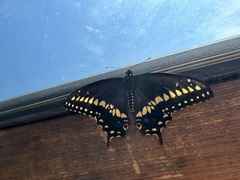 Papilio polyxenes