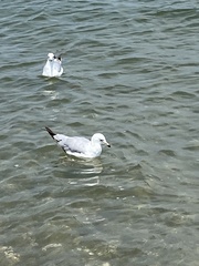 Larus delawarensis