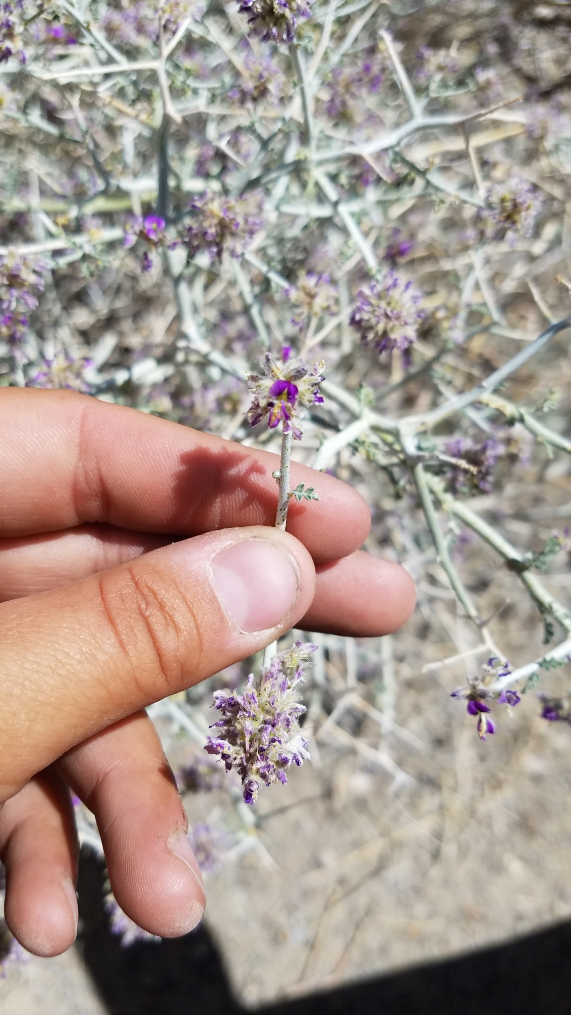 Psorothamnus polydenius var. polydenius
