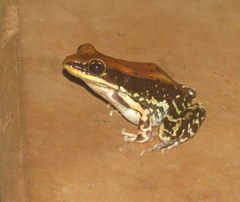 Hydrophylax bahuvistara