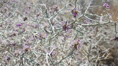 Psorothamnus polydenius polydenius