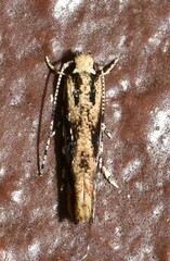 Melanocinclis lineigera