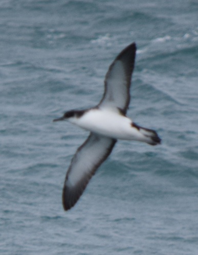 Manx Shearwater