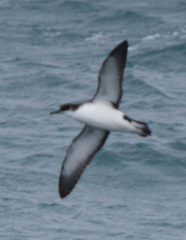 Manx Shearwater photo 5