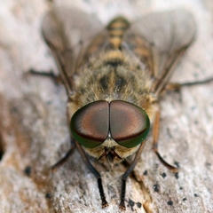 Tabanus autumnalis