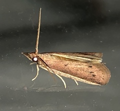 Peoria roseotinctella