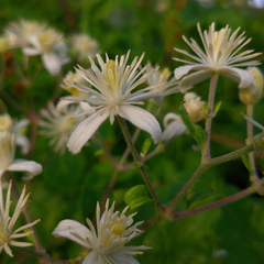 Clematis vitalba