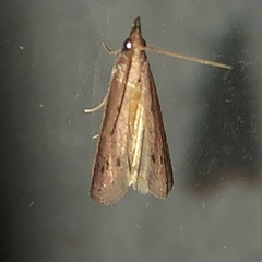 Peoria roseotinctella