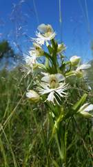 Platanthera praeclara