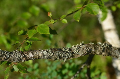 Leucorrhinia rubicunda