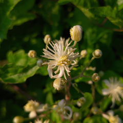 Clematis vitalba