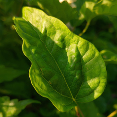 Clematis vitalba