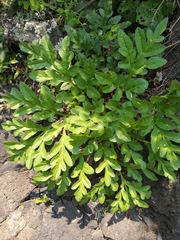 Prionosciadium thapsoides