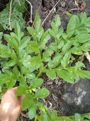 Prionosciadium thapsoides