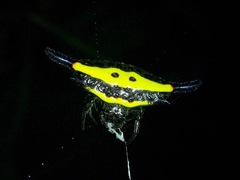 Gasteracantha hecata