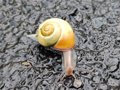 Cepaea nemoralis