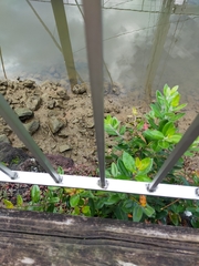 Austropuccinia psidii