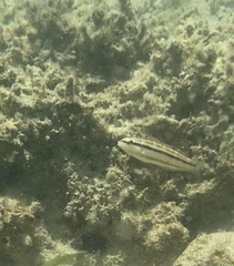 Halichoeres bivittatus