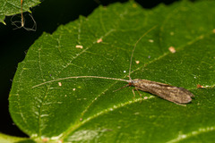 Leptocerus americanus