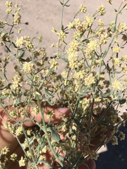Eriogonum maculatum
