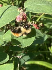 Bombus ternarius