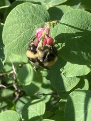 Bombus ternarius