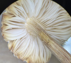 Pluteus velutinus