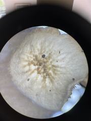 Pluteus velutinus