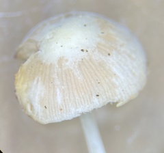Pluteus velutinus