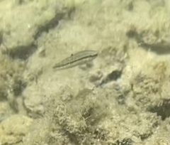 Halichoeres bivittatus