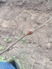 Chelymorpha gressoria