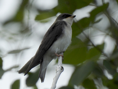 Tachycineta bicolor image