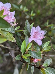 Rhododendron rubropilosum