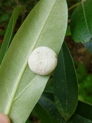 Exobasidium rhododendri