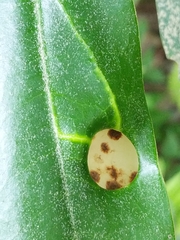Exobasidium rhododendri