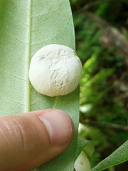 Exobasidium rhododendri