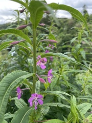 Chamaenerion angustifolium
