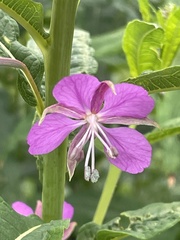 Chamaenerion angustifolium